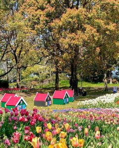 木曽三川公園センター、チューリップ、4月の春の花、岐阜県海津市の観光・撮影スポットの画像と写真