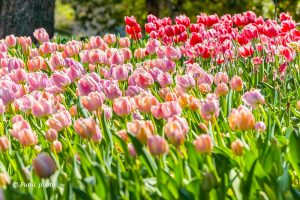 木曽三川公園センター、チューリップ、4月の春の花、岐阜県海津市の観光・撮影スポットの画像と写真