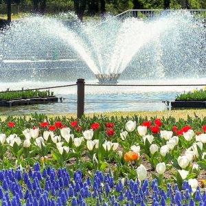 木曽三川公園センター、チューリップ、4月の春の花、岐阜県海津市の観光・撮影スポットの画像と写真