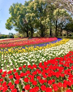 木曽三川公園センター、チューリップ、4月の春の花、岐阜県海津市の観光・撮影スポットの画像と写真