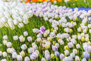 木曽三川公園センター、チューリップ、4月の春の花、岐阜県海津市の観光・撮影スポットの画像と写真
