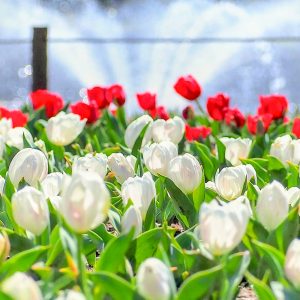木曽三川公園センター、チューリップ、4月の春の花、岐阜県海津市の観光・撮影スポットの画像と写真