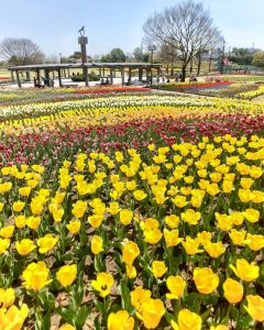 木曽三川公園センター、チューリップ、4月の春の花、岐阜県海津市の観光・撮影スポットの画像と写真