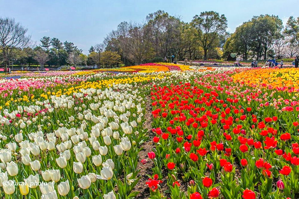 木曽三川公園センター、チューリップ、4月の春の花、岐阜県海津市の観光・撮影スポットの画像と写真