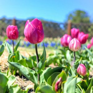 木曽三川公園センター、チューリップ、4月の春の花、岐阜県海津市の観光・撮影スポットの画像と写真