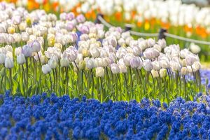 木曽三川公園センター、チューリップ、4月の春の花、岐阜県海津市の観光・撮影スポットの画像と写真