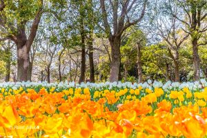 木曽三川公園センター、チューリップ、4月の春の花、岐阜県海津市の観光・撮影スポットの画像と写真