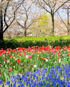 木曽三川公園センター、チューリップ、4月の春の花、岐阜県海津市の観光・撮影スポットの画像と写真
