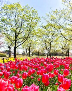 木曽三川公園センター、チューリップ、4月の春の花、岐阜県海津市の観光・撮影スポットの画像と写真