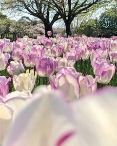 木曽三川公園センター、チューリップ、4月の春の花、岐阜県海津市の観光・撮影スポットの画像と写真