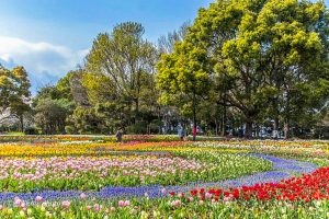 木曽三川公園センター、チューリップ、4月の春の花、岐阜県海津市の観光・撮影スポットの画像と写真