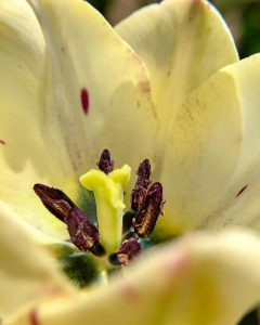 木曽三川公園センター、チューリップ、4月の春の花、岐阜県海津市の観光・撮影スポットの画像と写真