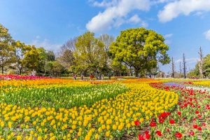 木曽三川公園センター、チューリップ、4月の春の花、岐阜県海津市の観光・撮影スポットの画像と写真