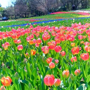 木曽三川公園センター、チューリップ、4月の春の花、岐阜県海津市の観光・撮影スポットの画像と写真