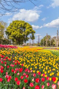 木曽三川公園センター、チューリップ、4月の春の花、岐阜県海津市の観光・撮影スポットの画像と写真