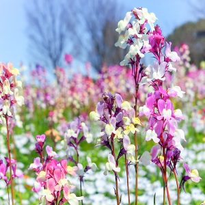 木曽三川公園センター、4月の春の花、岐阜県海津市の観光・撮影スポットの画像と写真