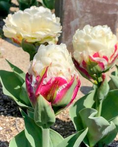 木曽三川公園センター、春の花、4月の春の花、岐阜県海津市の観光・撮影スポットの画像と写真