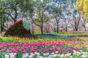 木曽三川公園センター、チューリップ、4月の春の花、岐阜県海津市の観光・撮影スポットの画像と写真
