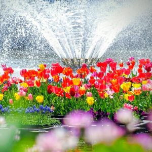 木曽三川公園センター、チューリップ、4月の春の花、岐阜県海津市の観光・撮影スポットの画像と写真