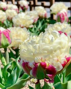 木曽三川公園センター、春の花、4月の春の花、岐阜県海津市の観光・撮影スポットの画像と写真