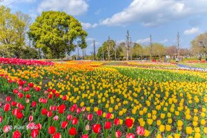 木曽三川公園センター、チューリップ、4月の春の花、岐阜県海津市の観光・撮影スポットの画像と写真