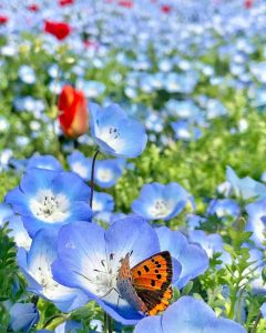 木曽三川公園センター、ネモフィラ、4月の春の花、岐阜県海津市の観光・撮影スポットの画像と写真