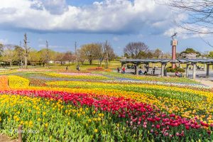 木曽三川公園センター、チューリップ、4月の春の花、岐阜県海津市の観光・撮影スポットの画像と写真