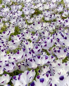 木曽三川公園センター、ネモフィラ、4月の春の花、岐阜県海津市の観光・撮影スポットの画像と写真