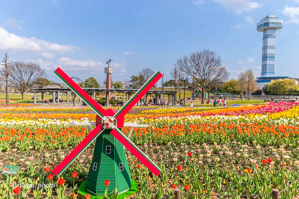 木曽三川公園センター、チューリップ、4月の春の花、岐阜県海津市の観光・撮影スポットの画像と写真