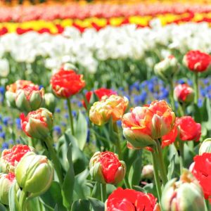 木曽三川公園センター、チューリップ、4月の春の花、岐阜県海津市の観光・撮影スポットの画像と写真