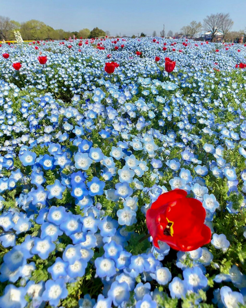 木曽三川公園センター、ネモフィラ、4月の春の花、岐阜県海津市の観光・撮影スポットの画像と写真