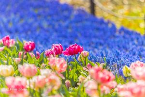 木曽三川公園センター、チューリップ、4月の春の花、岐阜県海津市の観光・撮影スポットの画像と写真