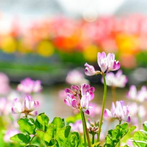 木曽三川公園センター、4月の春の花、岐阜県海津市の観光・撮影スポットの画像と写真