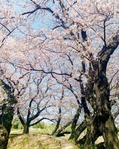 黄金堤、桜並木、3月春の花、愛知県西尾市の観光・撮影スポットの画像と写真