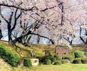 黄金堤、桜並木、3月春の花、愛知県西尾市の観光・撮影スポットの画像と写真