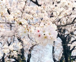 黄金堤、桜並木、3月春の花、愛知県西尾市の観光・撮影スポットの画像と写真