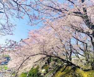 黄金堤、桜並木、3月春の花、愛知県西尾市の観光・撮影スポットの画像と写真