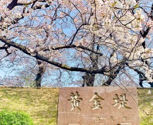 黄金堤、桜並木、3月春の花、愛知県西尾市の観光・撮影スポットの画像と写真