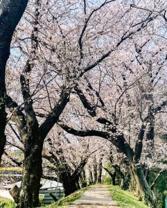 黄金堤、桜並木、3月春の花、愛知県西尾市の観光・撮影スポットの画像と写真