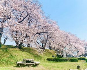 黄金堤、桜並木、3月春の花、愛知県西尾市の観光・撮影スポットの画像と写真