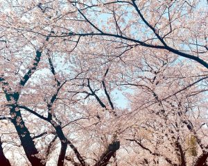 黄金堤、桜並木、3月春の花、愛知県西尾市の観光・撮影スポットの画像と写真