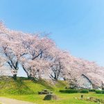 黄金堤、桜並木、3月春の花、愛知県西尾市の観光・撮影スポットの画像と写真