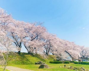 黄金堤、桜並木、3月春の花、愛知県西尾市の観光・撮影スポットの画像と写真