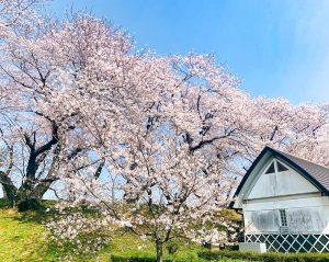 黄金堤、桜並木、3月春の花、愛知県西尾市の観光・撮影スポットの画像と写真