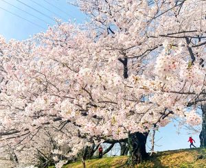 黄金堤、桜並木、3月春の花、愛知県西尾市の観光・撮影スポットの画像と写真