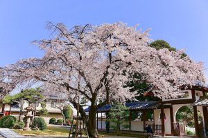 香積院、しだれ桜、3月春の花、名古屋市昭和区の観光・撮影スポットの画像と写真