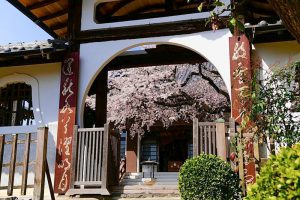 香積院、しだれ桜、3月春の花、名古屋市昭和区の観光・撮影スポットの画像と写真
