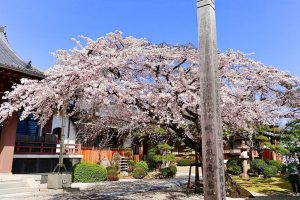 香積院、しだれ桜、3月春の花、名古屋市昭和区の観光・撮影スポットの画像と写真