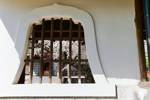 香積院、しだれ桜、3月春の花、名古屋市昭和区の観光・撮影スポットの画像と写真