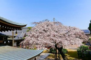 香積院、しだれ桜、3月春の花、名古屋市昭和区の観光・撮影スポットの画像と写真